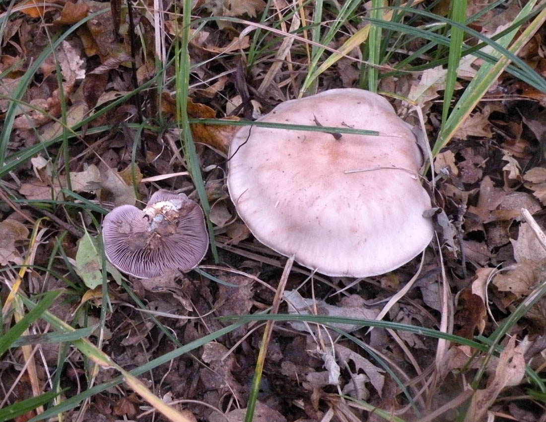 Nei boschi di Ulderico